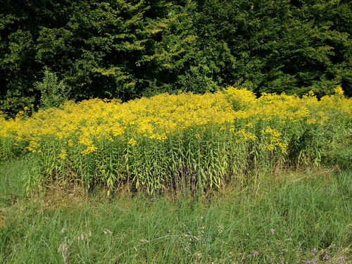 zlatobyľ obrovská (Solidago gigantea)