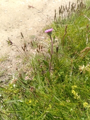 Erigeron neglectus