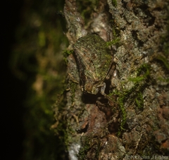 Cotylana angustifrons