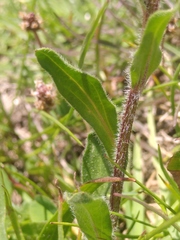 Erigeron neglectus