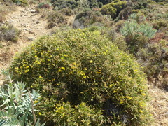 Genista acanthoclada