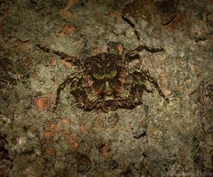 Stephanopis carcinoides