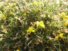 Genista acanthoclada