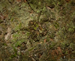 Stephanopis carcinoides