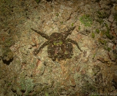 Stephanopis carcinoides