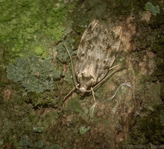 Barea nymphica