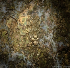 Barea nymphica