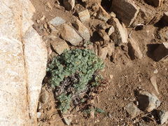 Dracocephalum pinnatum