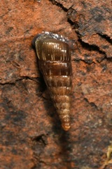 Alinda biplicata