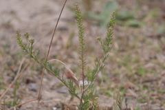 Lepidium gracile
