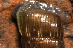 Alinda biplicata