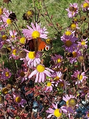 Aglais io