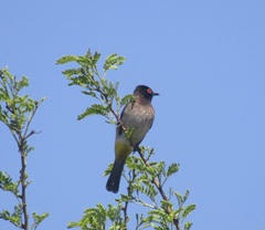 Pycnonotus nigricans superior