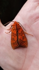 Elysius