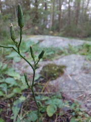 Lactuca hirsuta