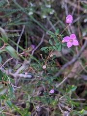 Boronia gracilipes