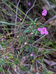 Boronia gracilipes