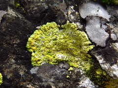 Gyalolechia bracteata