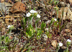 Plagiobothrys tenellus