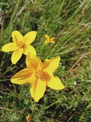 Bidens serrulata