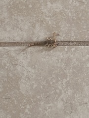 Chihuahuanus russelli
