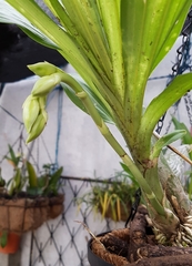 Catasetum integerrimum