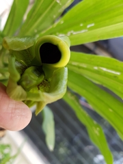 Catasetum integerrimum