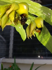 Catasetum integerrimum