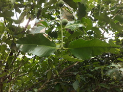 Garcinia madruno