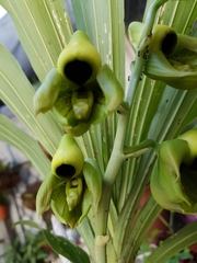 Catasetum integerrimum