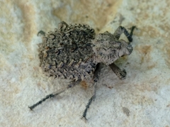 Brachycerus muricatus