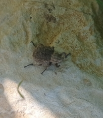 Brachycerus muricatus