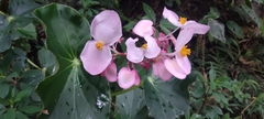 Begonia bracteosa