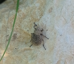 Brachycerus muricatus