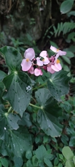 Begonia bracteosa