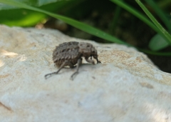 Brachycerus muricatus