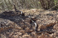 Masticophis lateralis lateralis