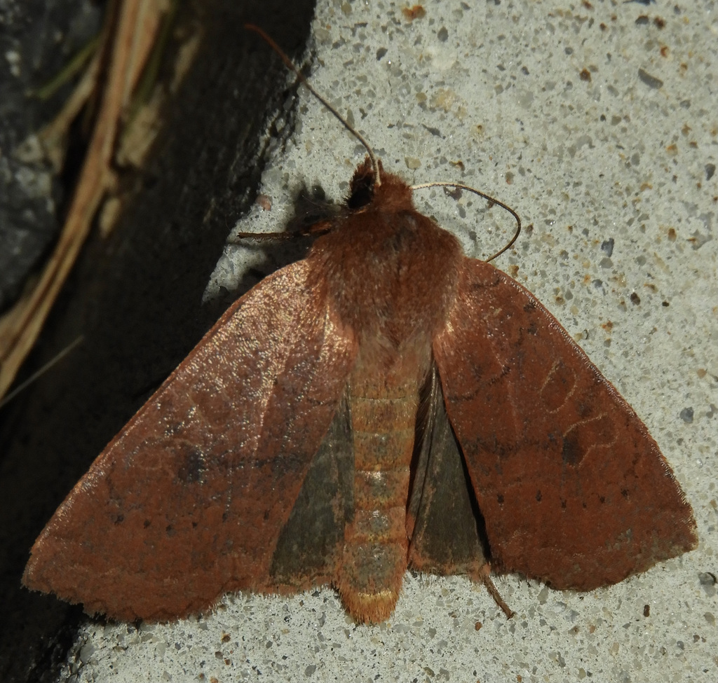 Sloping Sallow