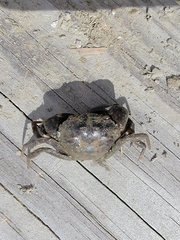 Rhithropanopeus harrisii