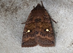 Eupsilia tristigmata