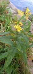 Lysimachia vulgaris