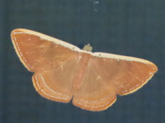 Palyas