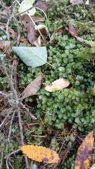 Plagiomnium ellipticum