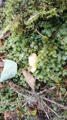 Plagiomnium ellipticum