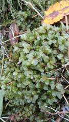 Plagiomnium ellipticum