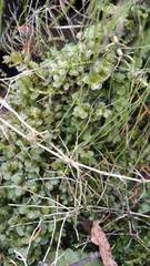 Plagiomnium ellipticum