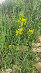 Euphorbia salicifolia