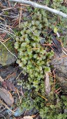 Plagiomnium ellipticum