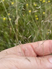 Muhlenbergia expansa