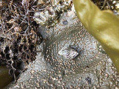 Acanthinucella